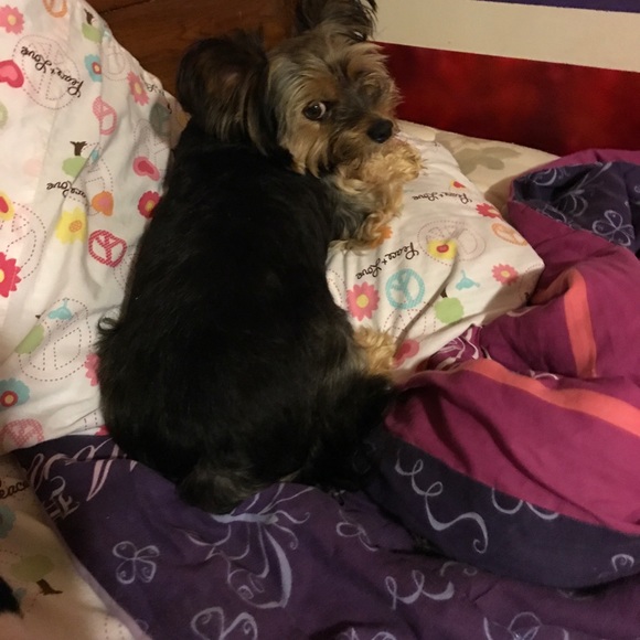 Meet your Posher, Jaylynn - Picture 1 of 2